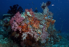 Raja Ampat 2016 - Corail - IMG_4399_rc